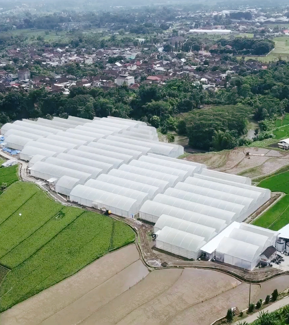 Laguna melon