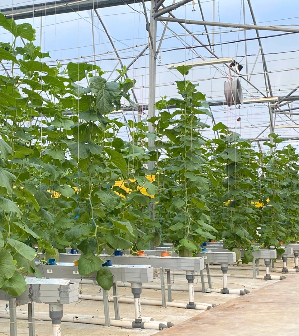Modern agriculture facility